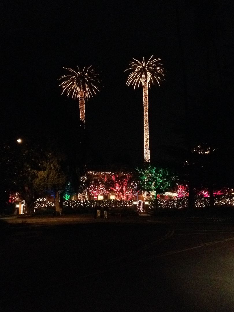 Why You Don’t Put Christmas Lights On A Palm Tree Why You Dont Decorate Palm Trees For Christmas
